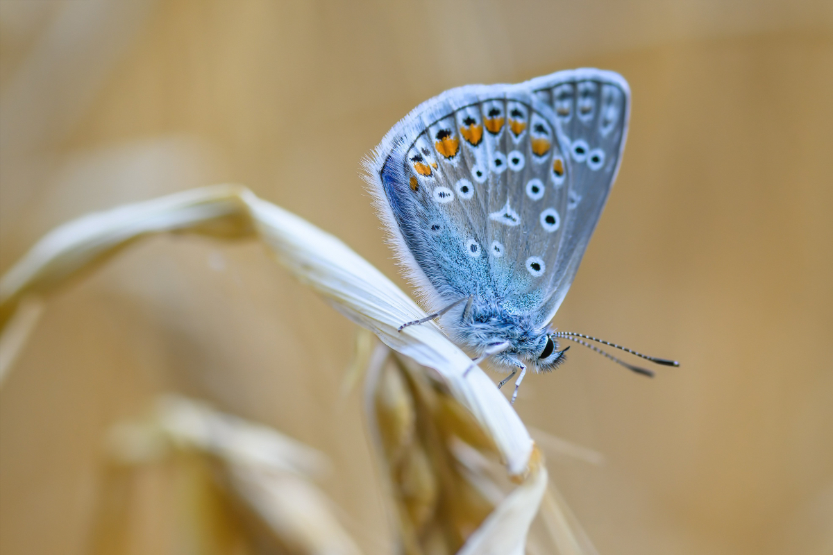 Schmetterling auf Grashalm – Symbol für Veränderung und Entwicklung